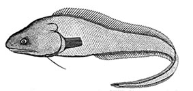 Bassozetus levistomatus_claves.jpg